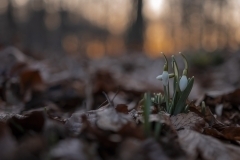thumbs_01
