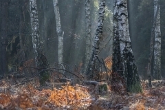 thumbs_03
